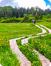 夏の湿原に伸びる木道と緑、山と青空の風景写真