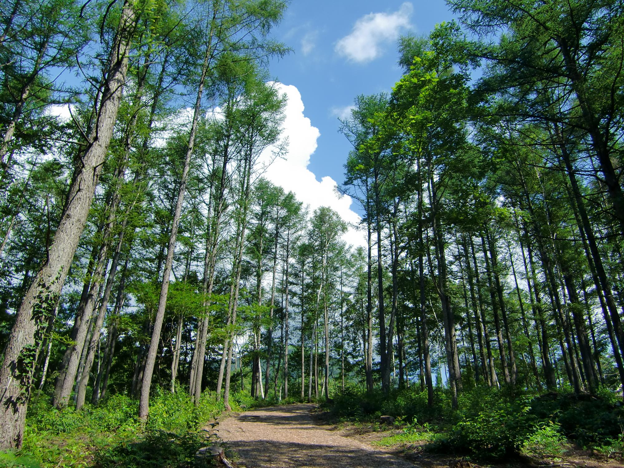 背の高い針葉樹に囲まれた土の道の写真