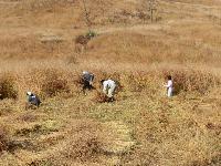 広い草地で人々が草を刈るなどの作業をしている写真
