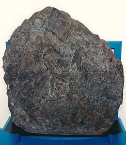 恐竜の足跡のような形が残っている化石の写真