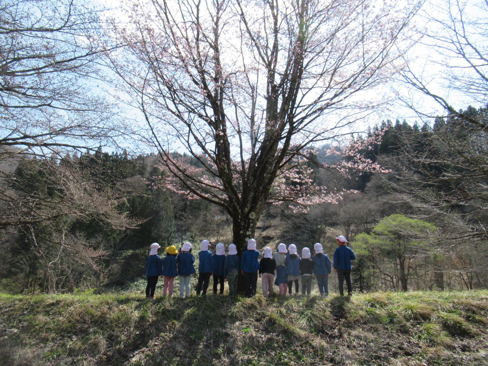 桜の木の前に子供たちが後ろ向きで集まっている写真