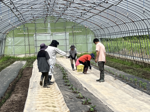 ビニールハウスの畑で作業をする人達の写真