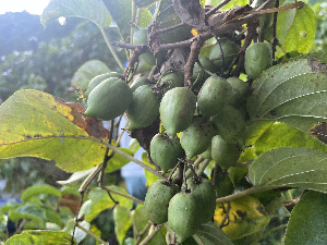 緑色の実が密集して生っている写真
