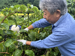 緑色の実を収穫する男性の写真