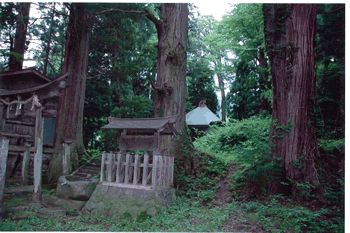 字宮諏訪神社 社叢