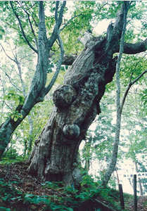 乳房の木