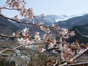 桜咲いた画像2