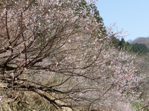 桜咲いた画像3